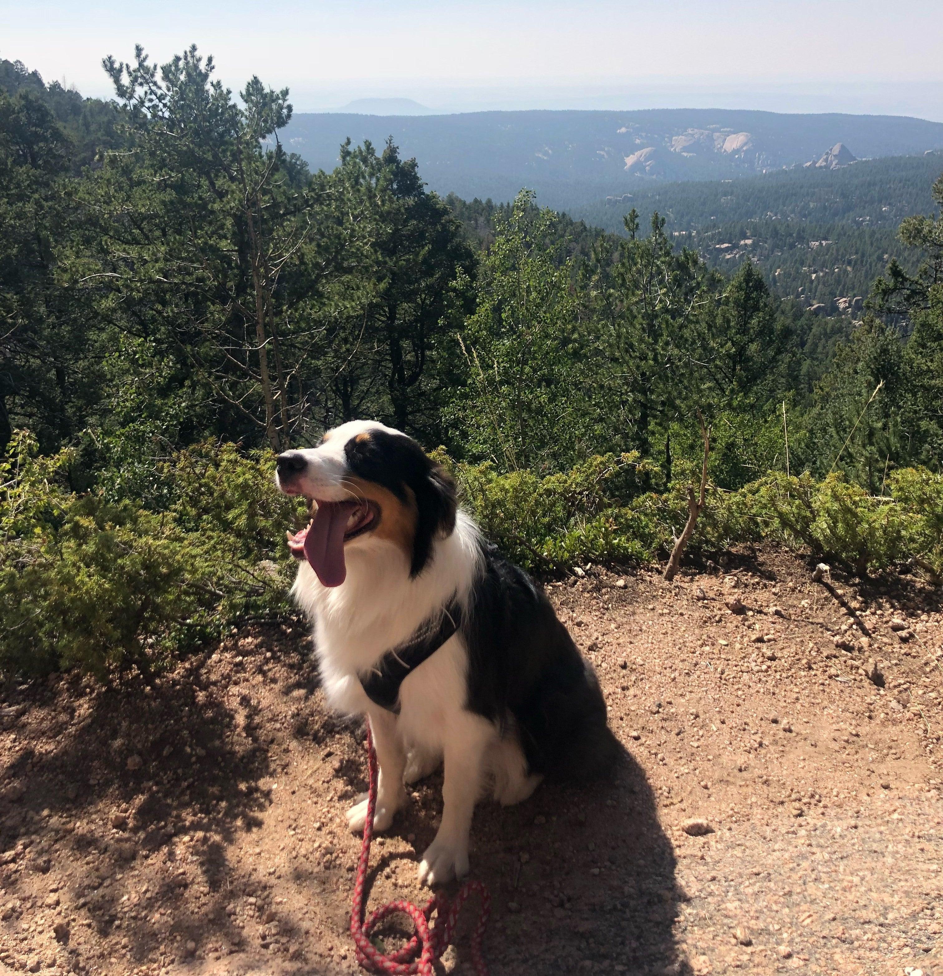 Cleo dog hike